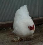 Mooie witte hen, Dieren en Toebehoren, Pluimvee, Vrouwelijk, Kip