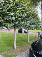 Leibomen - Privacy en Groen voor uw Tuin, Tuin en Terras, Planten | Bomen, Bloeit niet, Leiboom, 100 tot 250 cm, Ophalen