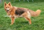 Isabella (lilac) Duitse Herder reu IMPORT UK, Dieren en Toebehoren, Rabiës (hondsdolheid), 15 weken tot 1 jaar, Reu, Buitenland