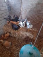 Wyandotte kriel hennen & hanen, Dieren en Toebehoren, Pluimvee, Vrouwelijk, Kip