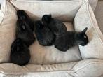Nog 4 v/d 6 prachtige fluffy babykonijntjes te koop!🐰💛, Dieren en Toebehoren, Konijnen, Meerdere dieren, Dwerg, Hangoor