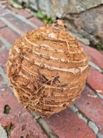 Colocasia Esculenta Coco megaknollen, Tuin en Terras, Planten | Tuinplanten, Ophalen of Verzenden, Zomer, Volle zon