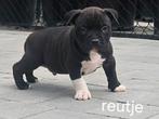 American Pocket Bully pups met (stamboom) mogen gelijk mee, Dieren en Toebehoren, Honden | Bulldogs, Pinschers en Molossers, België