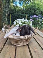 Schattige hangoortjes van 9 wkn op zoek naar gouden huisje, Meerdere dieren, Dwerg, Hangoor, 0 tot 2 jaar