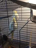 Valkparkiet 10 weken oud, Dieren en Toebehoren, Vogels | Parkieten en Papegaaien, Mannelijk, Parkiet