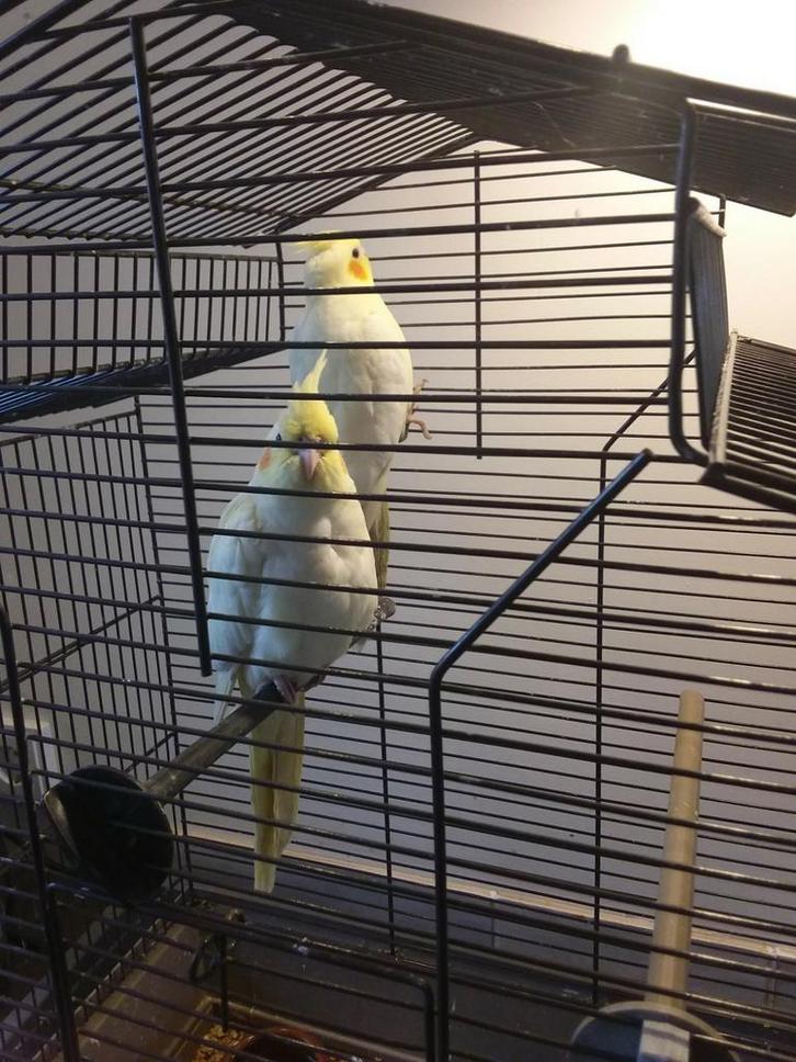 Valkparkiet 10 weken oud, Dieren en Toebehoren, Vogels | Parkieten en Papegaaien, Parkiet, Mannelijk