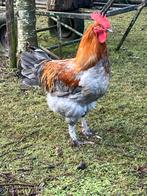 Marans haan, Blauw koperhalzige, chocolade bruine eieren,, Mannelijk, Kip