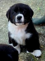 Puppy's - Labrador x Zwitserse sennen, 8 tot 15 weken, Groot, Meerdere dieren, Eén hond