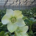 Helleborus planten, Tuin en Terras, Planten | Tuinplanten, Volle zon, Vaste plant, Winter, Ophalen