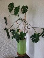 Monstera in grote bloempot., Ophalen, Halfschaduw, Minder dan 100 cm