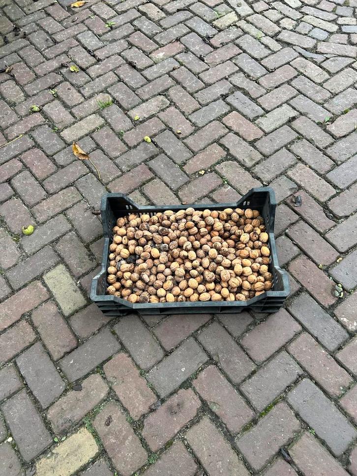 Verse Walnoten uit Eigen Tuin, Tuin en Terras, Planten | Struiken en Hagen, Overige soorten, Minder dan 100 cm, Ophalen of Verzenden