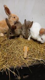 Vlaamsereus konijnen, Dieren en Toebehoren, December, Meerdere dieren, Overige typen