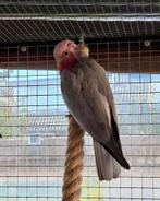 Roze kakatoe pop, Dieren en Toebehoren, Vogels | Parkieten en Papegaaien, Vrouwelijk, Parkiet