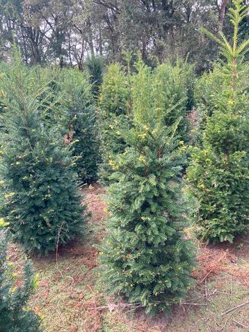 Taxus Baccatta struiken, plantgoed en bollen in alle maten