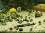 Blauwe appelslakken 1 cm, Dieren en Toebehoren, Vissen | Aquariumvissen, Slak of Weekdier, Zoetwatervis