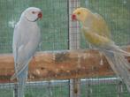 koppel violet palid halsbanden 2022, Dieren en Toebehoren, Meerdere dieren, Parkiet, Geringd