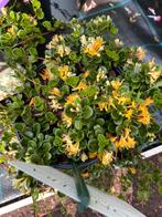 Loniceria ‘little honey’ groenblijvende bodembedekker, Tuin en Terras, Planten | Tuinplanten, Ophalen, Zomer, Overige soorten