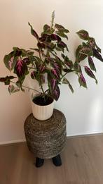 Mooie kamerplant, Ophalen, Overige soorten, Halfschaduw, In pot