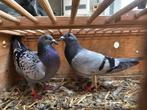 2 Franse postduiven, Dieren en Toebehoren, Vogels | Duiven, Meerdere dieren, Postduif