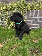 Friese stabij x Labrador pups ❤️, Dieren en Toebehoren, Honden | Retrievers, Spaniëls en Waterhonden, Overige rassen, 8 tot 15 weken
