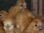 Trio gebaarde buff zijdehoen, Dieren en Toebehoren, Pluimvee, Meerdere dieren, Kip