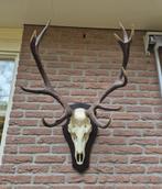 Mooi Zwaar Edelhert Gewei Jacht Mancave Jacht Hut d95, Ophalen, Zo goed als nieuw, Hert, Gewei of Kop