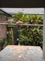 0-2 Groene kardinalen - Gubernatrix cristata, Dieren en Toebehoren, Vogels | Overige Vogels, Vrouwelijk, Geringd