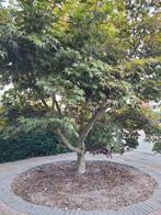 Japanse esdoorn, Tuin en Terras, Planten | Bomen, Herfst, Halfschaduw, 100 tot 250 cm, Ophalen