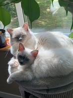 Ragdoll Dekkater blue mitted (Chocolade carrier 100%success), Dieren en Toebehoren, Katten en Kittens | Raskatten | Langhaar, Meerdere dieren