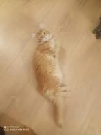 Russische Maine Coon kittens  met stamboom, Dieren en Toebehoren, Katten en Kittens | Raskatten | Langhaar, Meerdere dieren, Gechipt