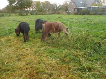 kerst bomen gezocht beschikbaar voor biedingen