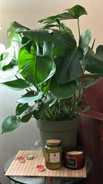 Grote monstera, Huis en Inrichting, Kamerplanten, Ophalen of Verzenden, Overige soorten, Minder dan 100 cm