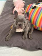 Exclusieve Franse Bulldog Puppies – met Stamboom, Rabiës (hondsdolheid), 8 tot 15 weken, Bulldog, Meerdere