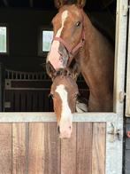 Prachtige 4 jarige merrie uit eigen fokkerij., Dieren en Toebehoren, Paarden, Merrie, Dressuurpaard, 3 tot 6 jaar, Gechipt