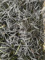 Zwart gras “ Ophiopogon Planiscapus “, Tuin en Terras, Planten | Tuinplanten, Ophalen, Volle zon, Vaste plant, Siergrassen