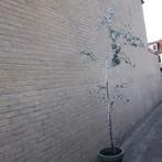 Eucalyptus, Ophalen, Volle zon, Overige soorten, Minder dan 100 cm