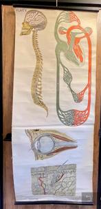 Vintage Anatomie Wandkaart – Plaat V, Antiek en Kunst, Ophalen of Verzenden, Natuur en Biologie