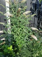 Planten 2 witte vlinderstruiken, Tuin en Terras, Planten | Tuinplanten, Volle zon, Vaste plant, Zomer, Ophalen