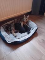 3 kittens, Dieren en Toebehoren, Katten en Kittens | Overige Katten, Meerdere dieren