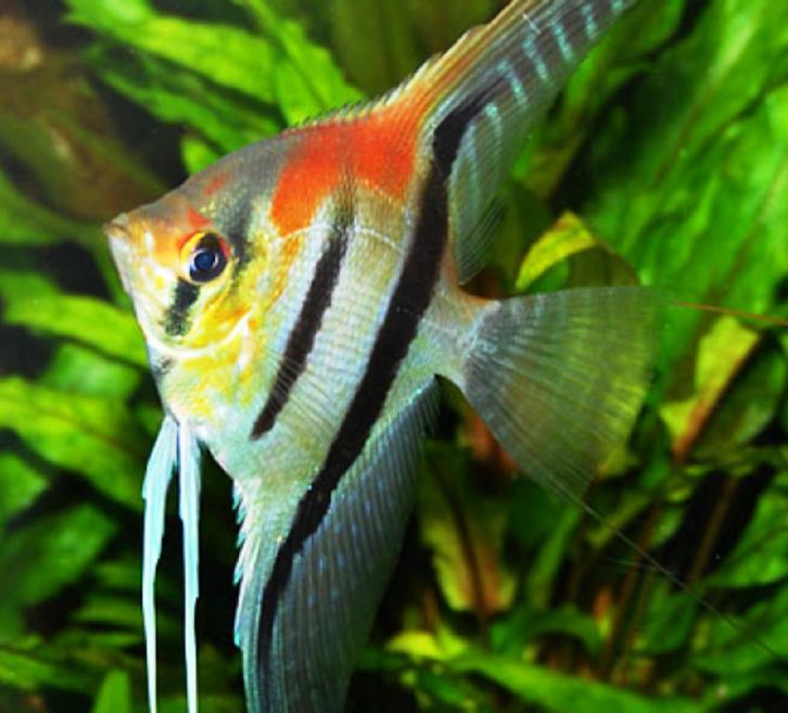 Nieuw binnen!!! Maanvis Manacapura red back!!!, Dieren en Toebehoren, Vissen | Aquariumvissen, Zoetwatervis, Vis