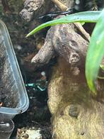 Dendrobates aurates panama special, Amfibie