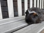 Jonge cavia, Cavia, Juni, Mannelijk, Tam