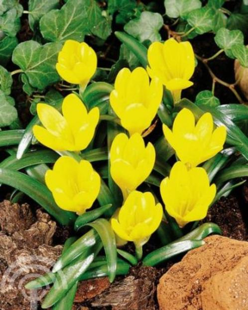 Sternbergia lutea herfstnarcis gele herfstbloeier 20 CM, Tuin en Terras, Bloembollen en Zaden, Bloembol, Gehele jaar, Volle zon