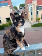 Lief poesje zoekt nieuw huisje., Dieren en Toebehoren, Katten en Kittens | Overige Katten, Poes, Kortharig, 0 tot 2 jaar