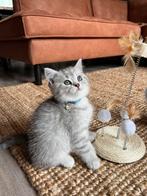100% Raszuivere Britse Korthaar X Langhaar Kittens, Dieren en Toebehoren, Katten en Kittens | Raskatten | Korthaar, Meerdere dieren