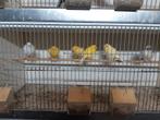 Kanarie, Dieren en Toebehoren, Vogels | Kanaries, Meerdere dieren, Kleurkanarie