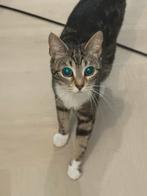 Poes 2 jaar oud.. (Gratis), Dieren en Toebehoren, Poes