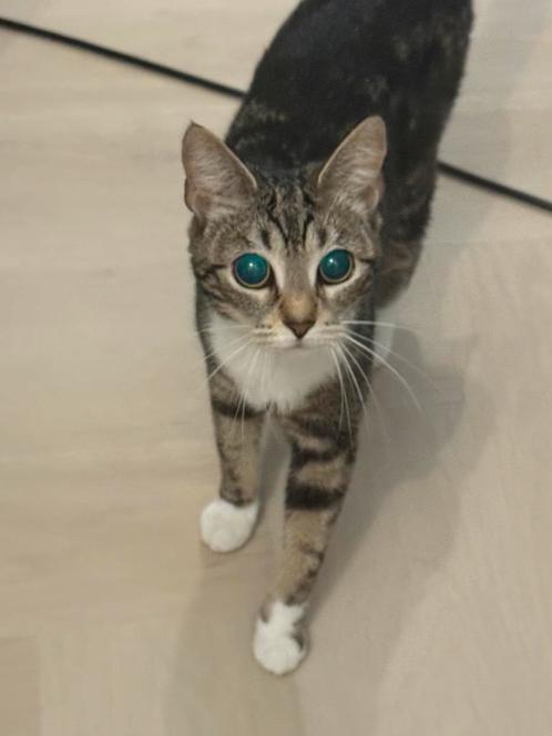 Poes 2 jaar oud.. (Gratis), Dieren en Toebehoren, Katten en Kittens | Overige Katten, Poes