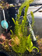 Ceratophyllum Demersum Tropisch Hoornblad(zuurstof)plant, Dieren en Toebehoren, Vissen | Aquariumvissen