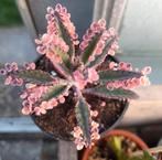 Kalanchoe pink butterfly, Ophalen, Overige soorten, Minder dan 100 cm